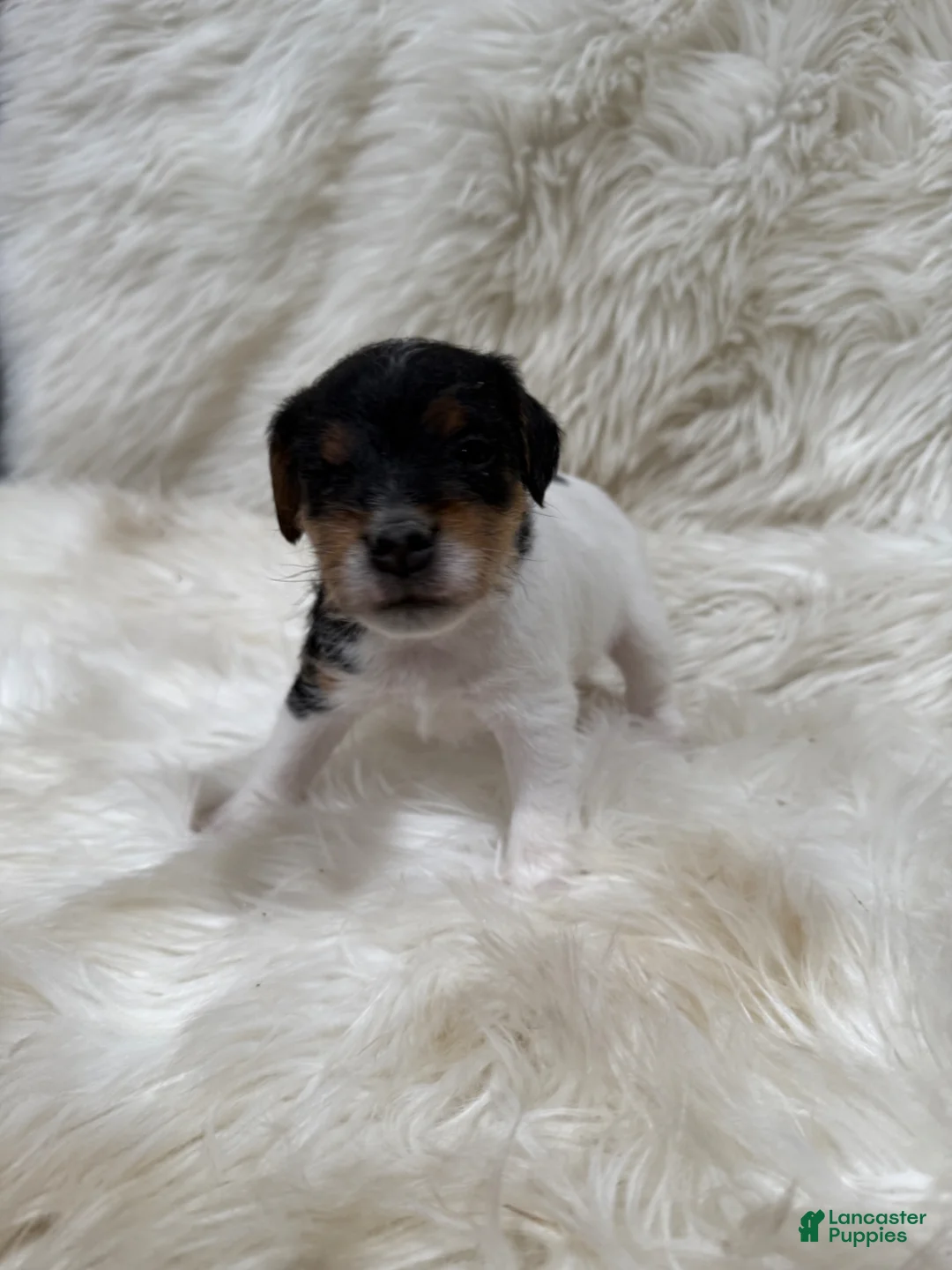 Jack Russell Terrier dogs for sale: Jrtca Sawyer - Ad 1