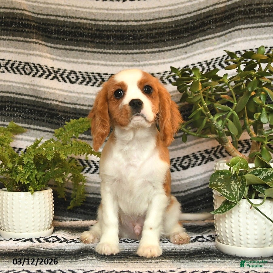 Cavalier King Charles Spaniel dogs Charmer - Ad 2