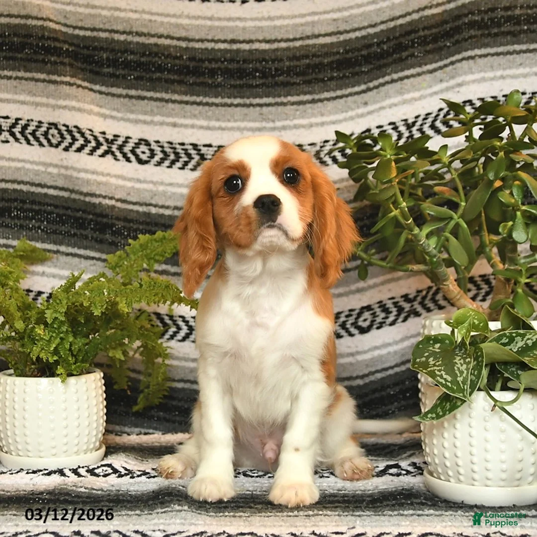 Cavalier King Charles Spaniel dogs for sale: Charmer - Ad 2