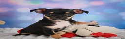 Chihuahua dogs for sale: Charlie - Ad 7