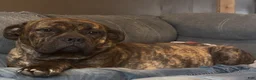 Mixed Breed dogs for sale: Bullmastiff Male 2 Ready May 23rd Brown Collar - Ad 3