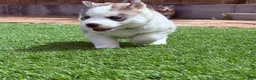 Siberian Husky dogs for sale:  Valkiera - Ad 3
