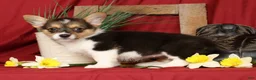 Welsh Corgi Pembroke dogs for sale: Debbie Genetic Clear - Ad 7