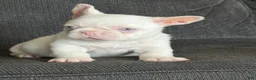 French Bulldog dogs for sale: Pink Bella - Ad 10