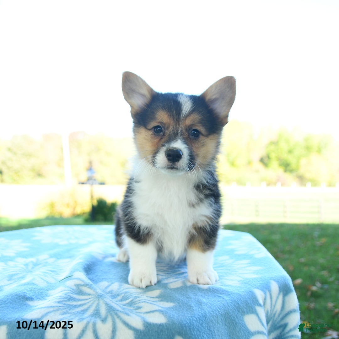 Topsy for sale in Hagerstown Lancaster Puppies
