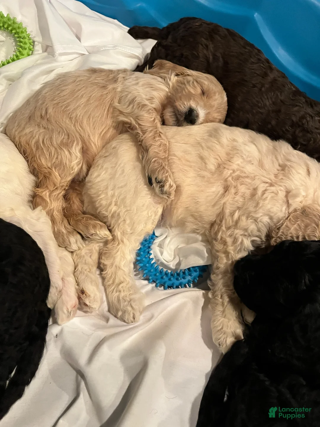 Labradoodle dogs for sale: Chocolate - Ad 14