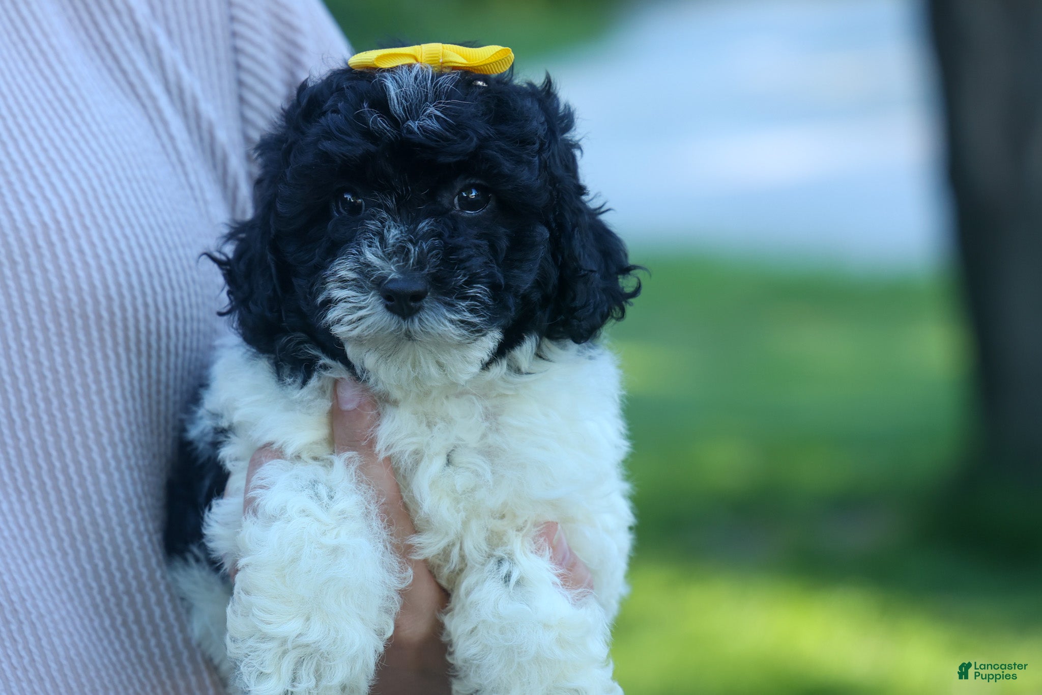 Cavapoo dogs Gracie  - Ad 1