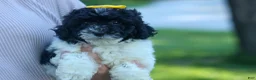 Cavapoo dogs for sale: Gracie  - Ad 7