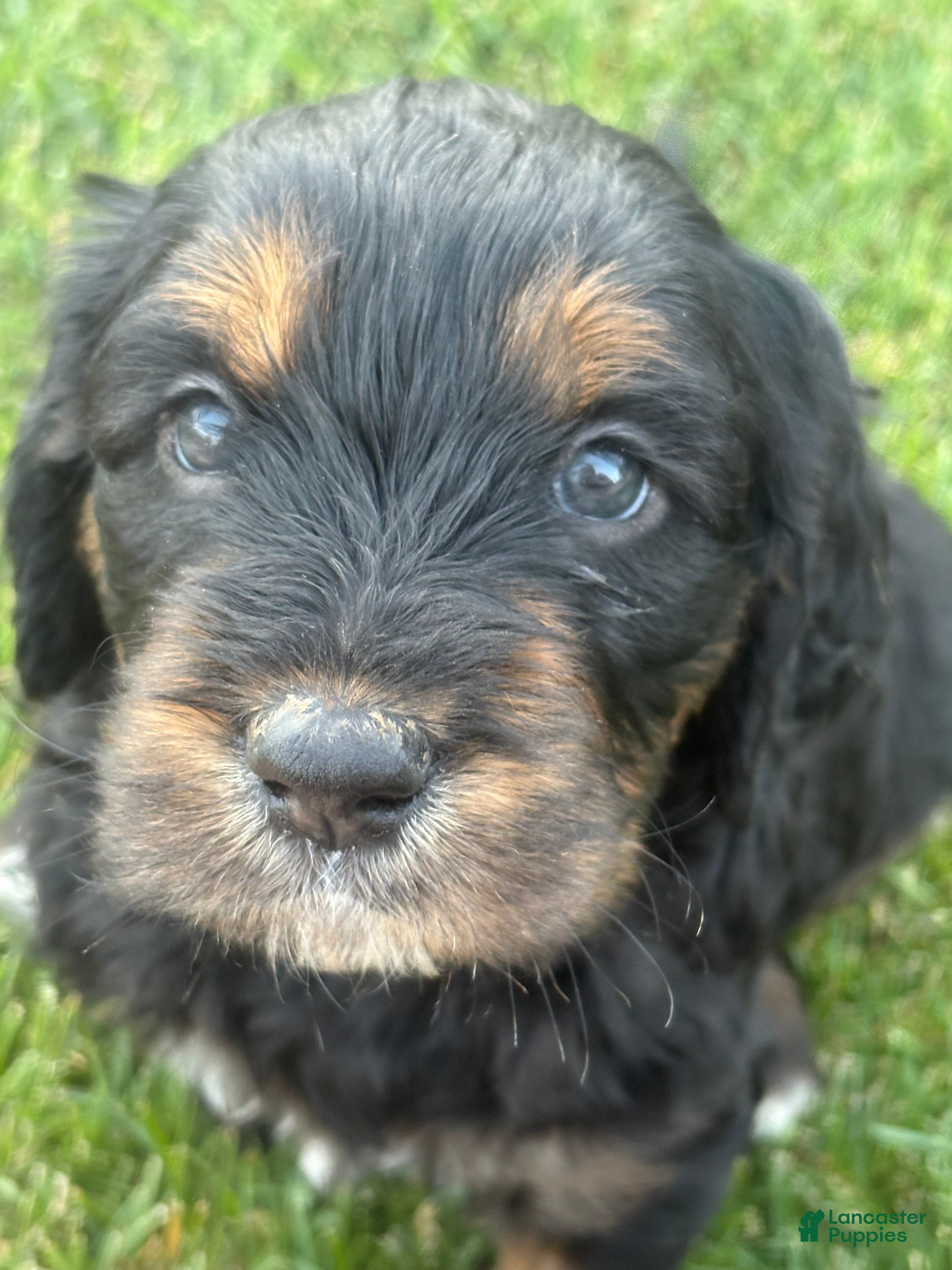 Goldendoodle dogs Rosie - Ad 2