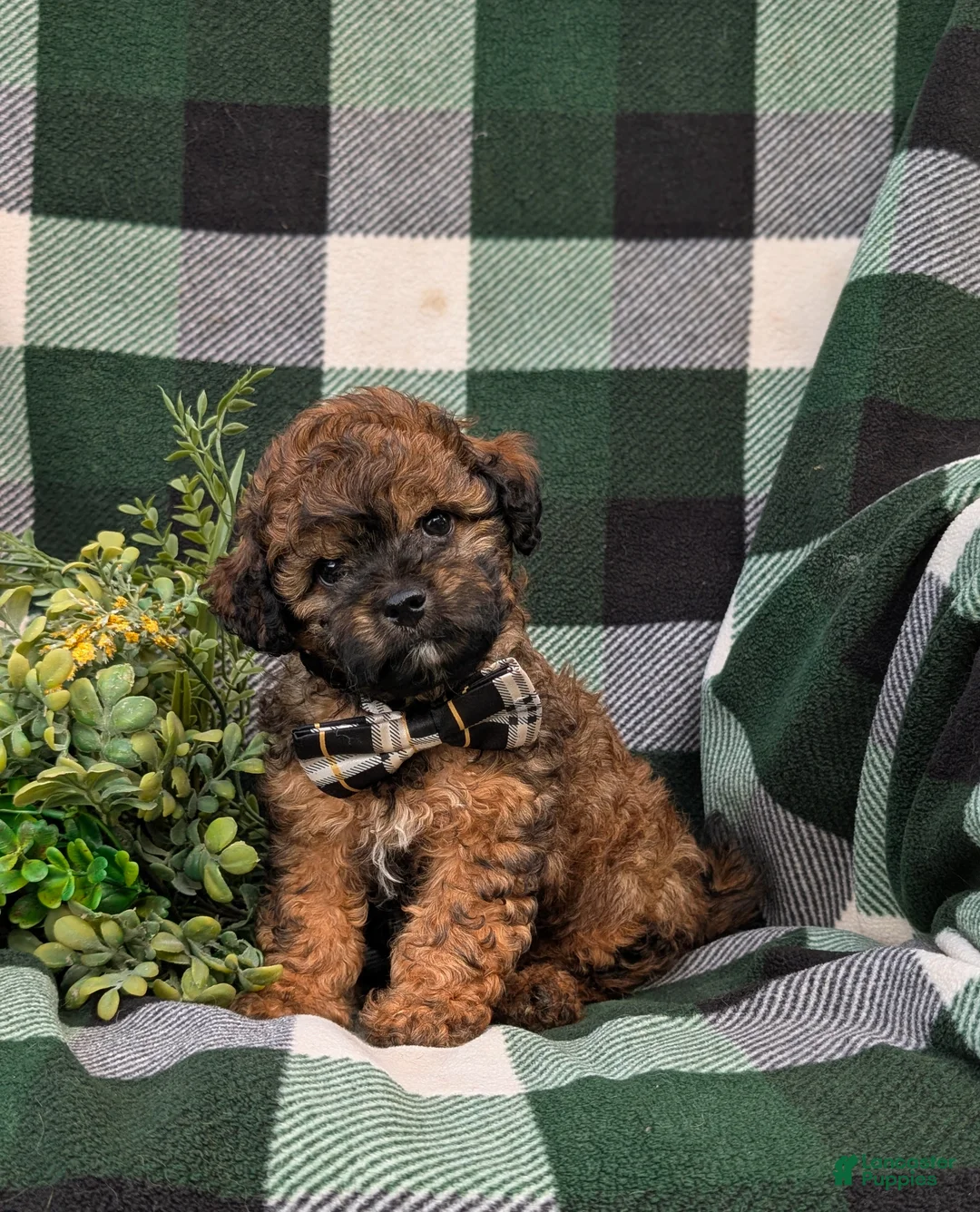 Shihpoo dogs for sale: Colton Hypoallergenic - Ad 2