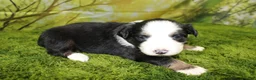 Miniature Australian Shepherd dogs for sale: Jubilee - Ad 5