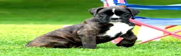 Boxer dogs for sale: Honey  - Ad 3