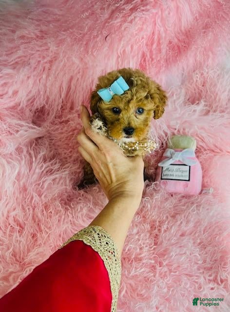 Toy Poodle dogs Toy Poodle Puppy 1 - Ad 1