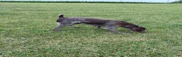 German Shorthaired Pointer dogs for sale: Nikki - Ad 4