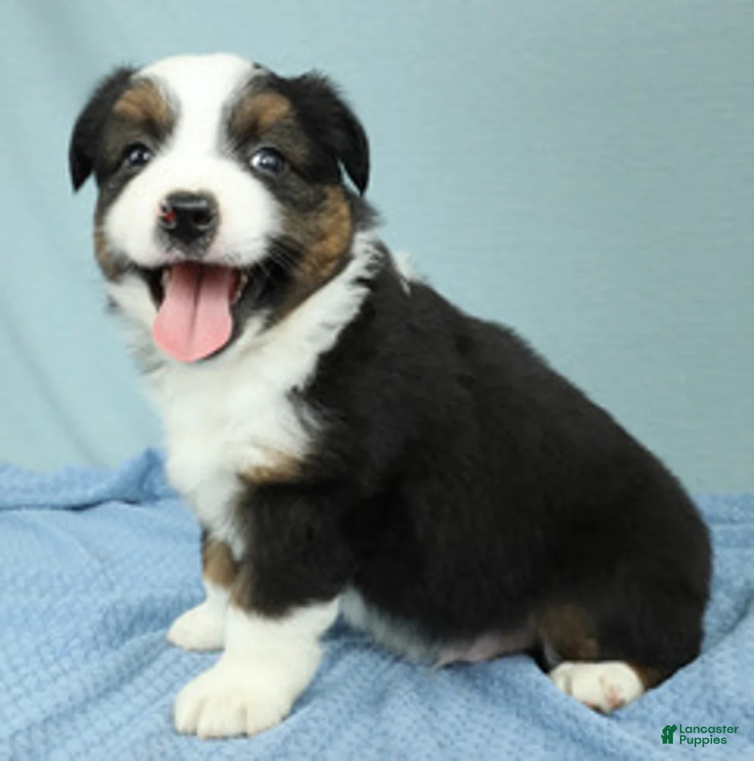 Miniature Australian Shepherd dogs for sale: Oakley 🍁 - Ad 6