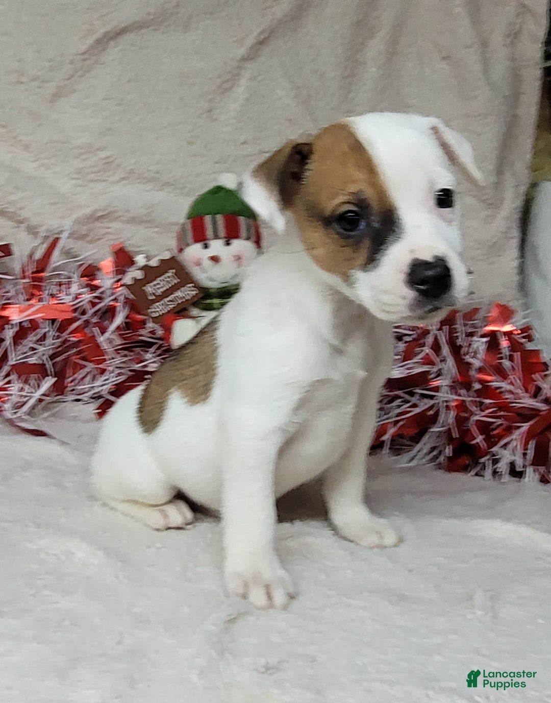 Jack Russell Terrier dogs for sale: FALCON of Westfork  - Ad 9