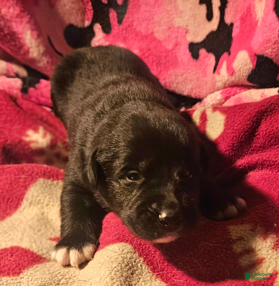 Border Collie dogs for sale: Joker - Ad 7