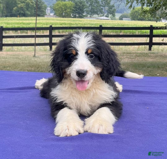 Gallery Image {{count}}