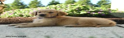 Golden Retriever dogs for sale: Haley - Ad 4