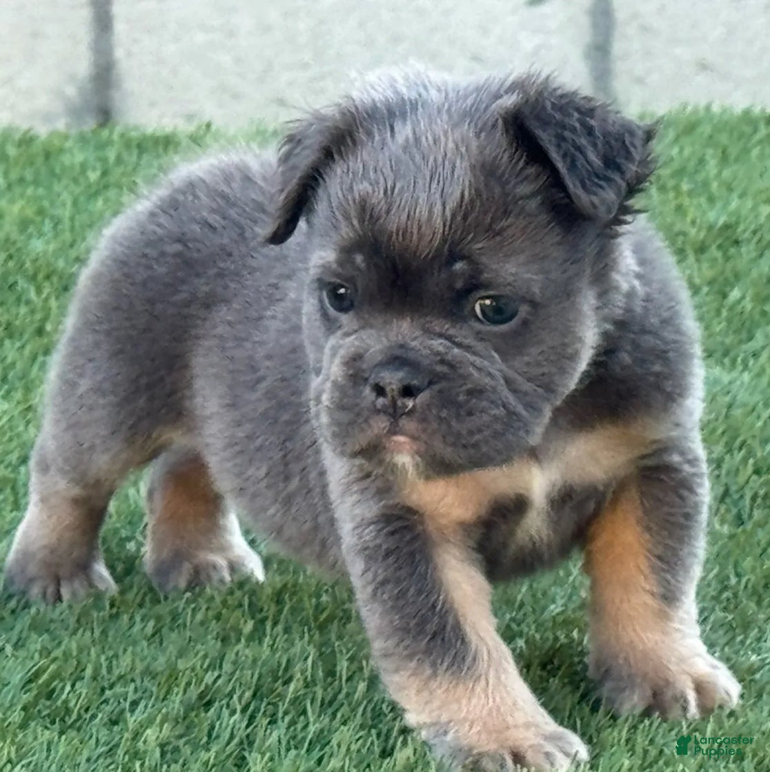 English Bulldog dogs Trey - Ad 5