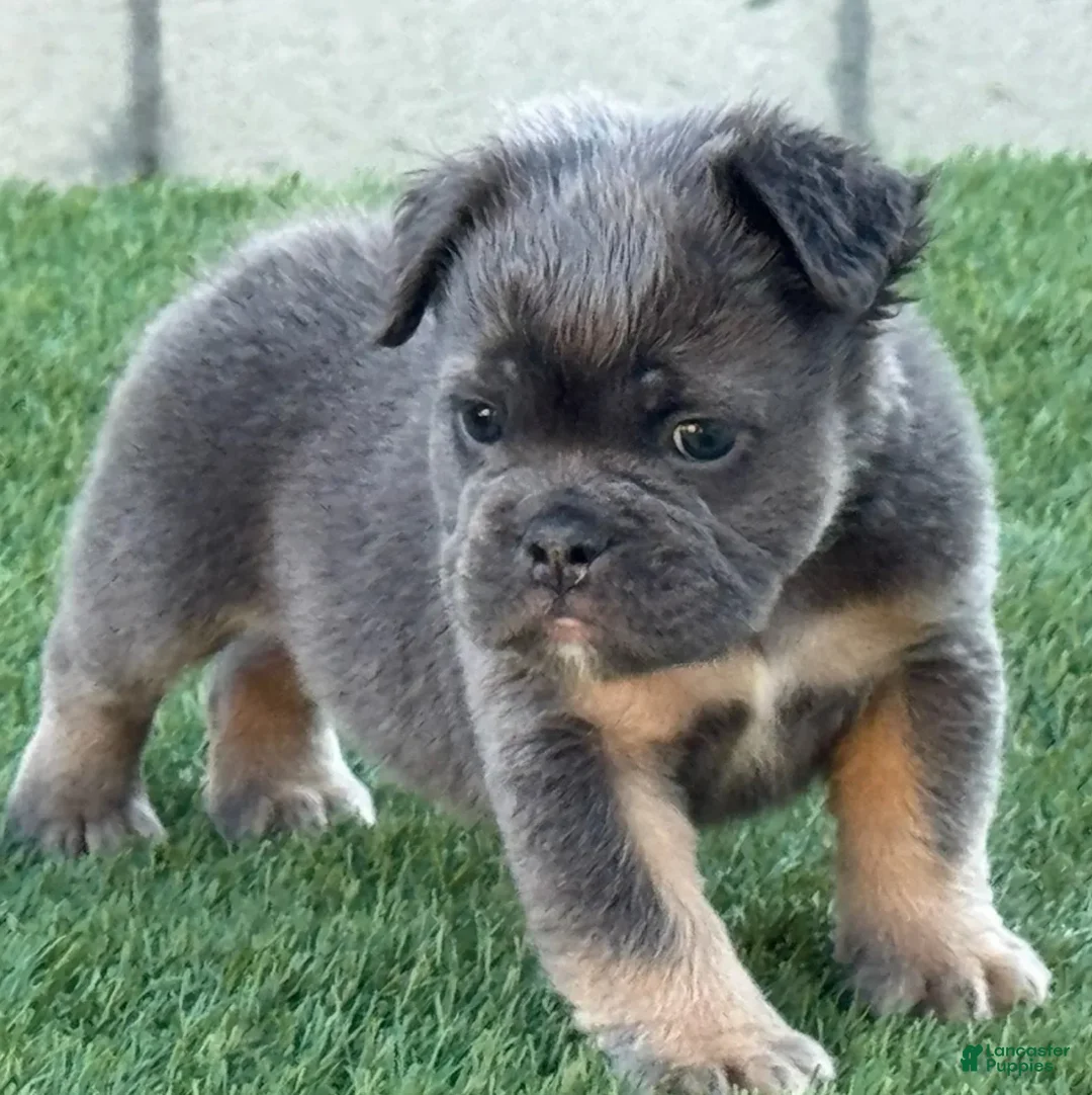 English Bulldog dogs for sale: Trey - Ad 1