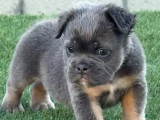 English Bulldog dogs Trey - Ad 5