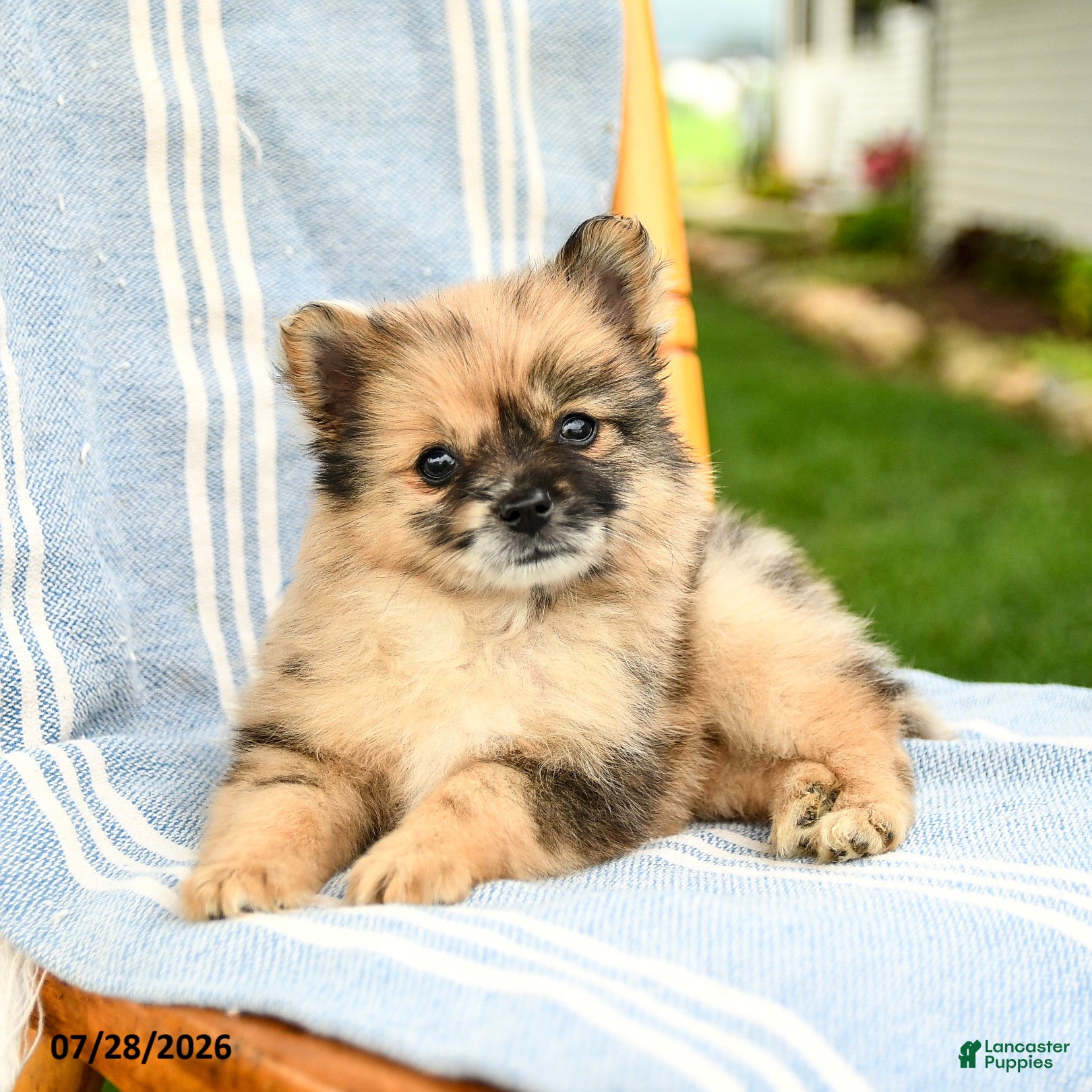 Pomeranian dogs Maisie - Ad 2