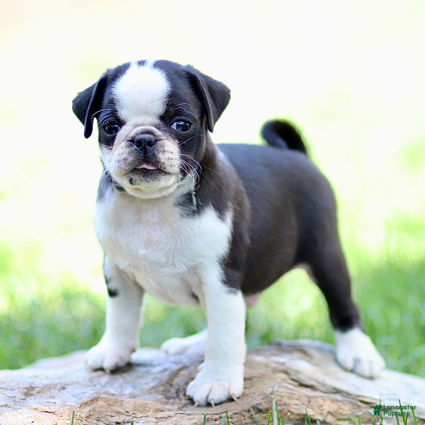 Pug dogs Beau - Ad 1