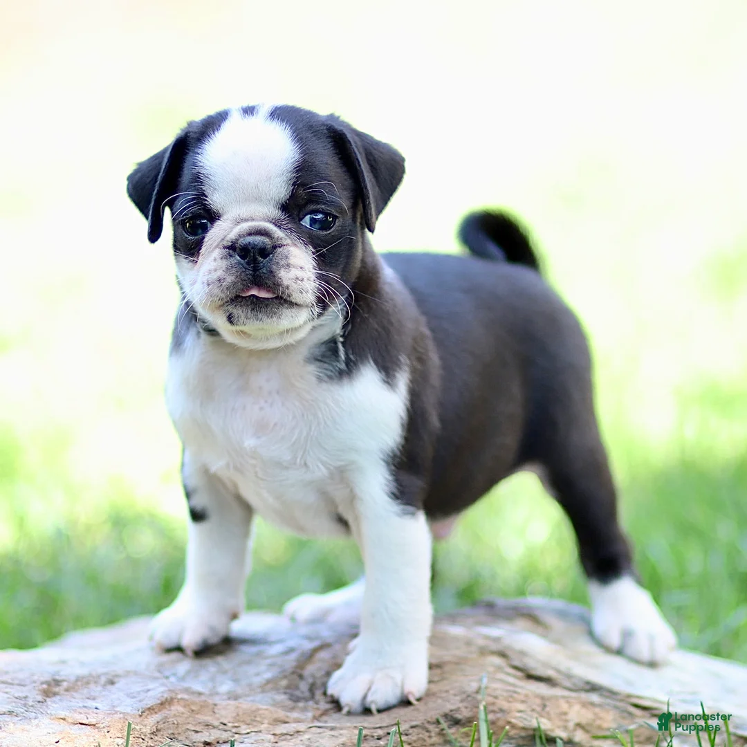 Pug dogs for sale: Beau - Ad 1