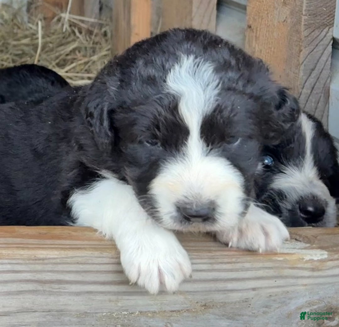 Mixed Breed dogs for sale: Thing - Ad 13