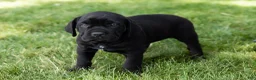 Cane Corso dogs for sale: Paisley  - Ad 4