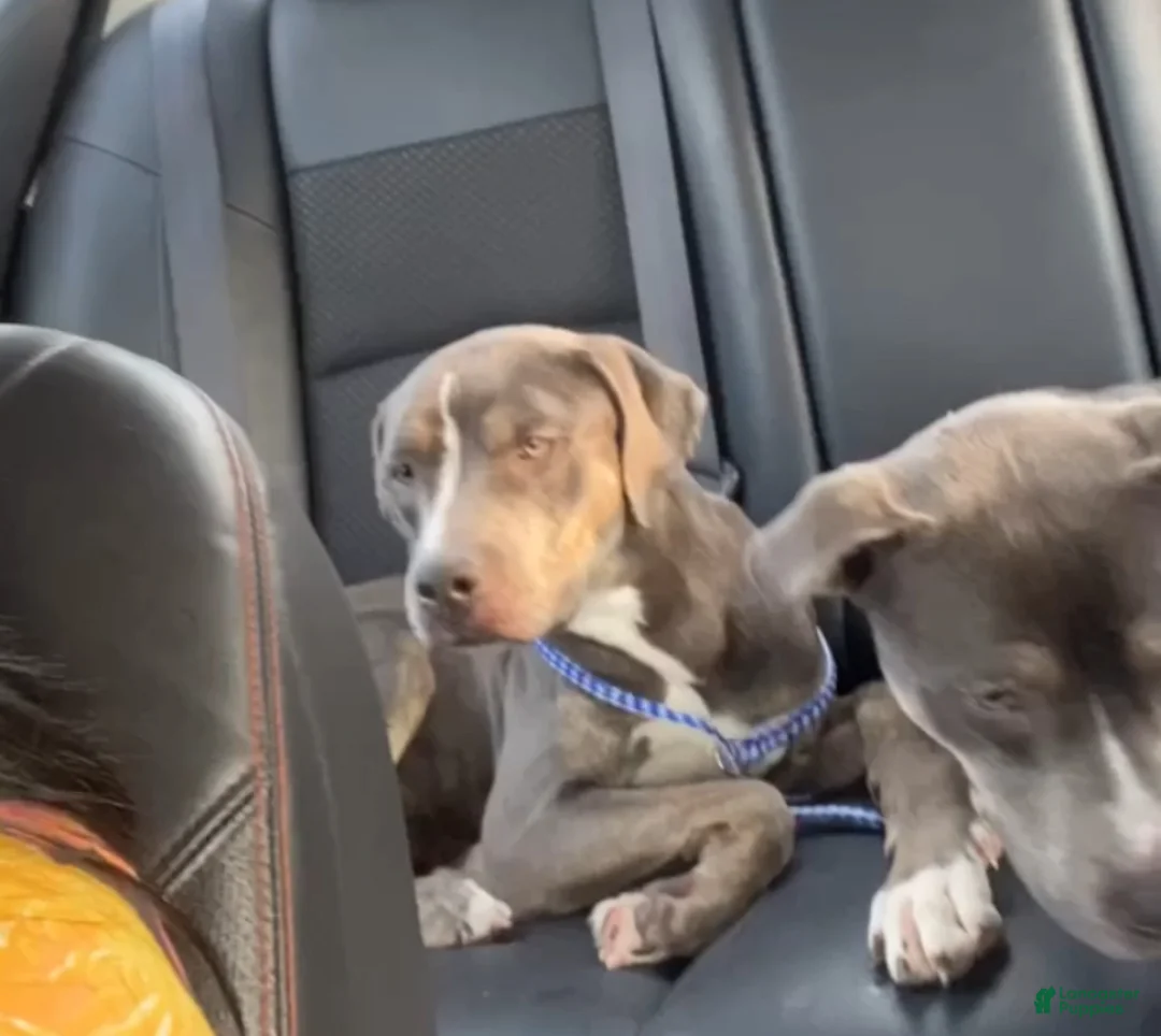 American Pit Bull Terrier dogs for sale: American Pit Bull Terrier Puppy 4 - Ad 2