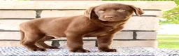 Labrador Retriever dogs for sale: Gator - Ad 2