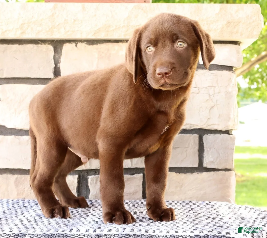Labrador Retriever dogs for sale: Gator - Ad 2