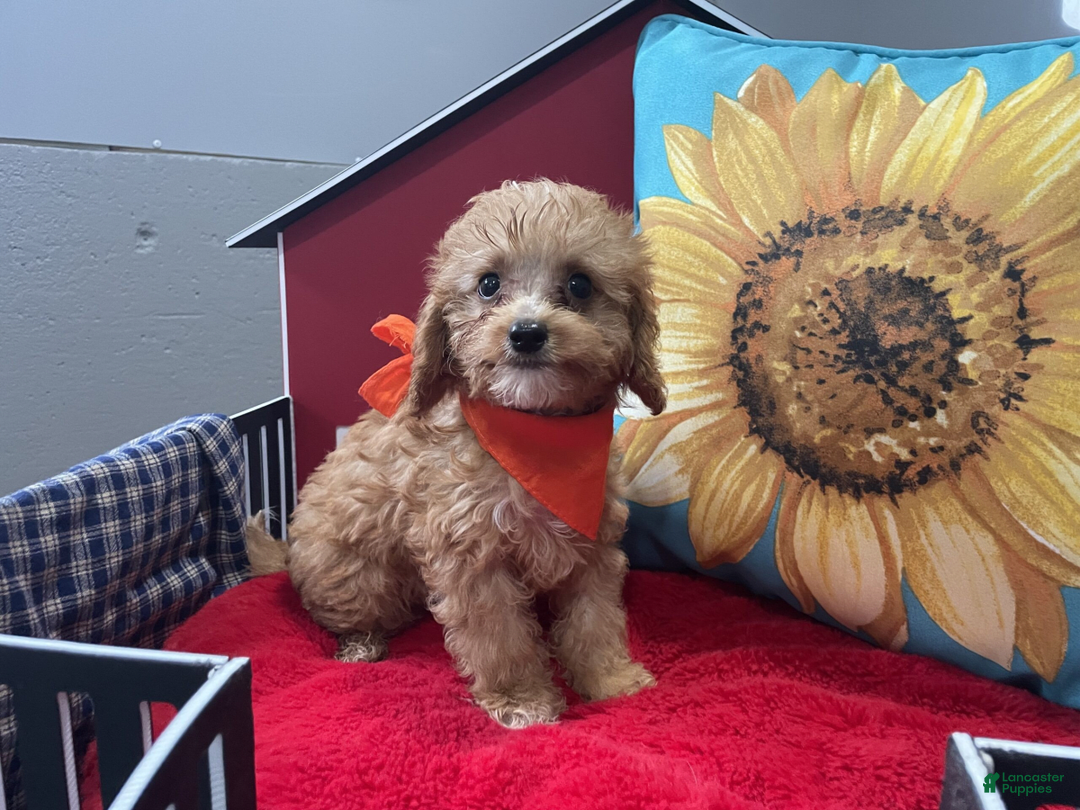 Gallery Image {{count}}