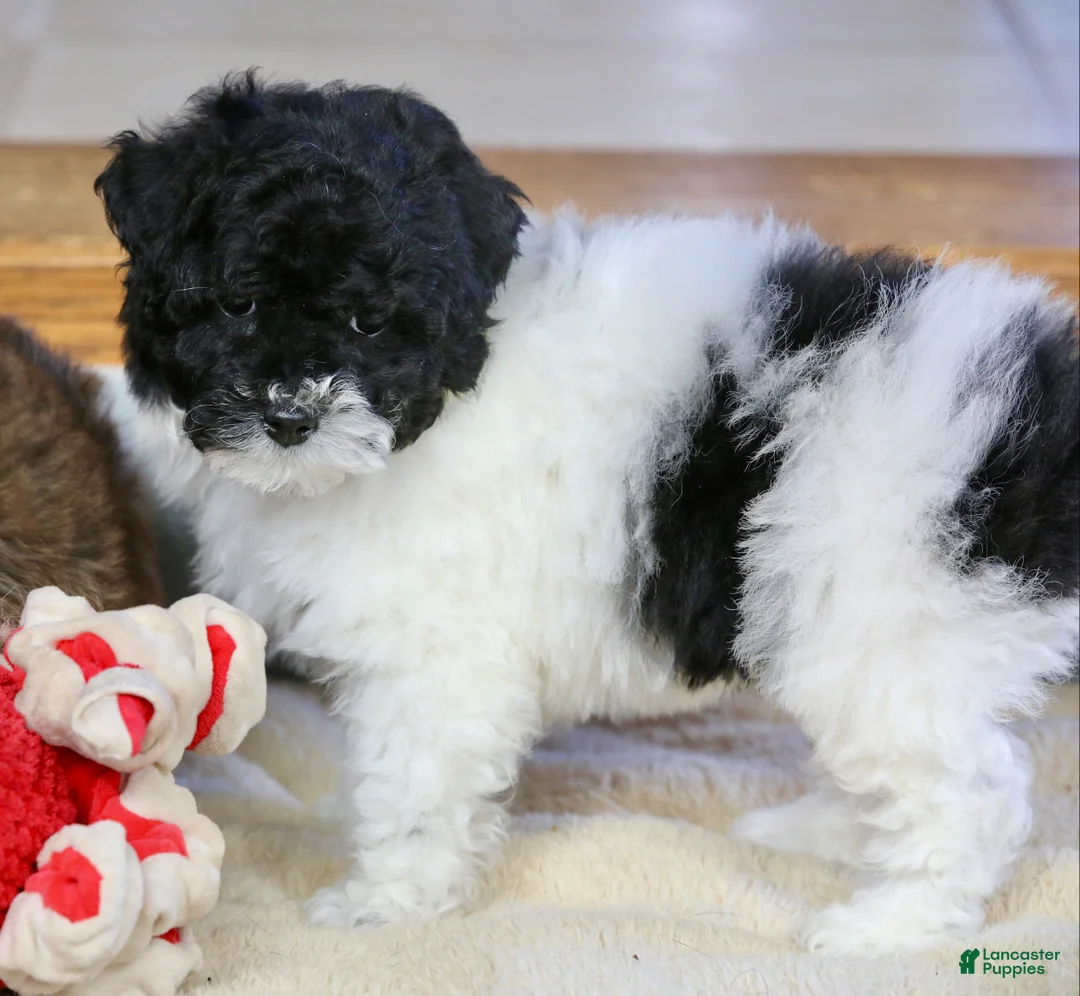 Miniature Poodle dogs for sale: Paislee - Ad 14