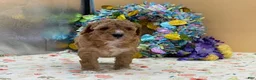 Mini Goldendoodle dogs for sale: Sandy Mini Goldendoodle Puppy  - Ad 4