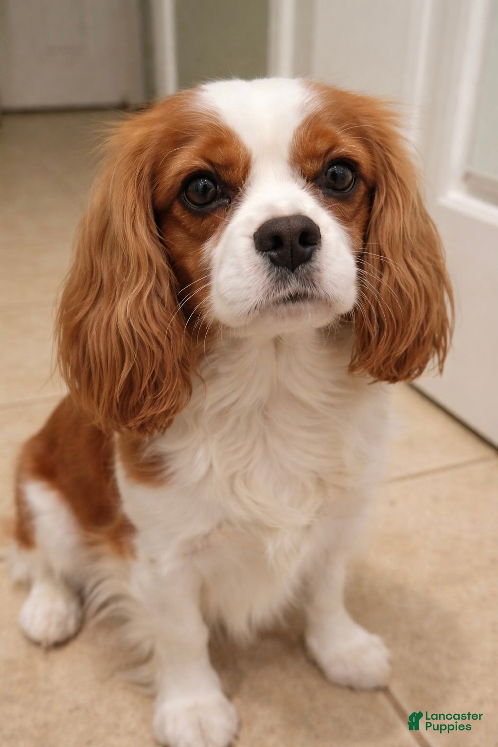 Bruno