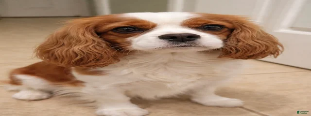Bruno