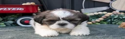 Shih Tzu dogs for sale: Mallory - Ad 3