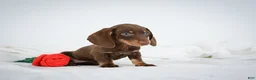 Miniature Dachshund dogs for sale: Asher - Ad 8
