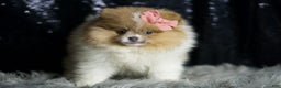 Pomeranian dogs for sale: Ginger - Ad 5