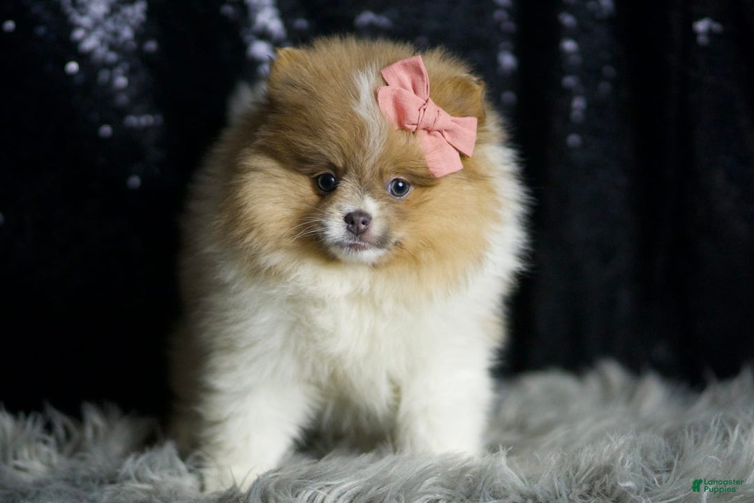 Pomeranian dogs for sale: Ginger - Ad 5