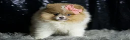 Pomeranian dogs for sale: Ginger - Ad 5