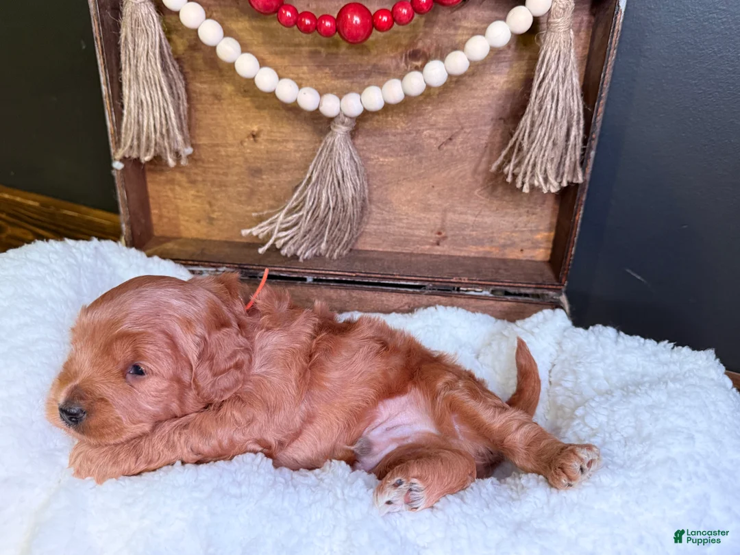 Mini Goldendoodle dogs for sale: Mini Goldendoodle Puppy  - Ad 3