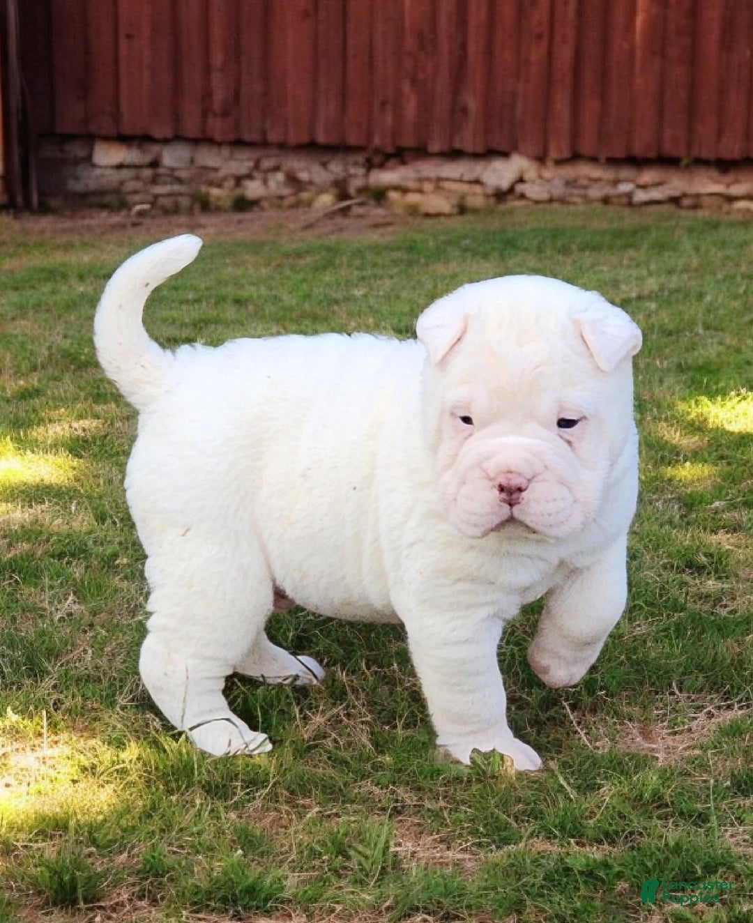 Shar Pei dogs for sale: Snow mini  - Ad 3