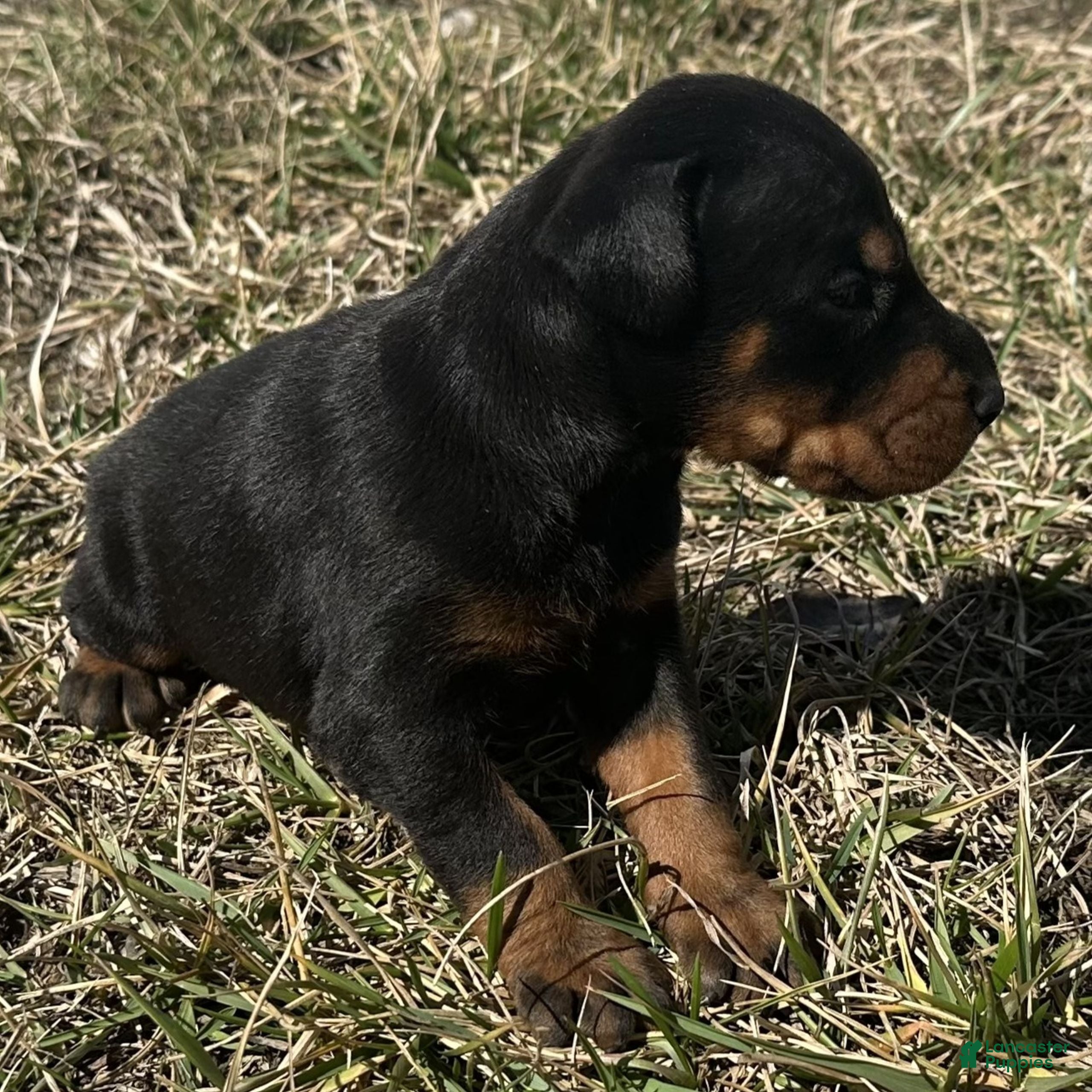 Doberman Pinscher dogs Samson  - Ad 2