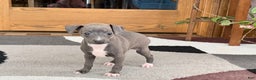 Italian Greyhound dogs for sale: Kk - Ad 9