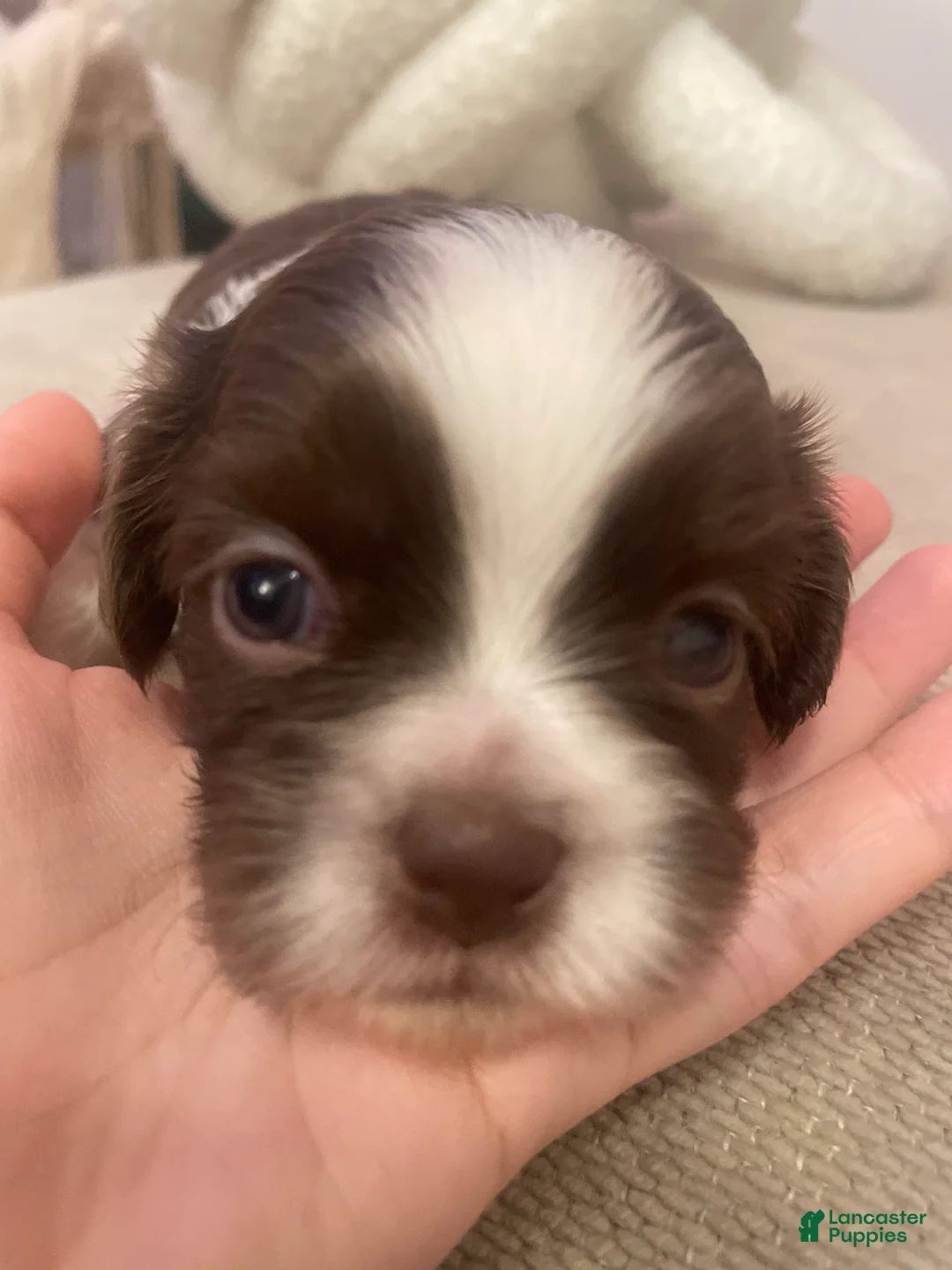 Shih Tzu dogs for sale: Shih Tzu 2 - Ad 2