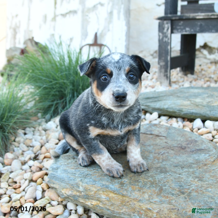 Australian Cattle Dog dogs Katelyn - Ad 1